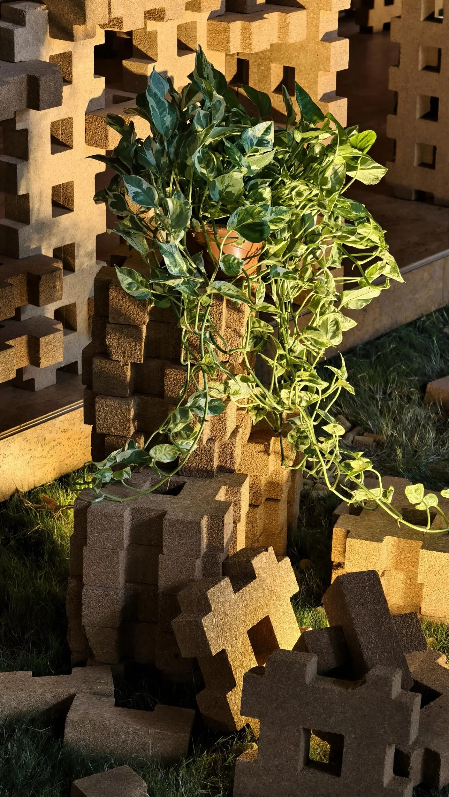 2025 上海陆家嘴咖啡节